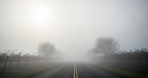 Thick fog blankets a rural road through a vineyard, creating low visibility conditions.