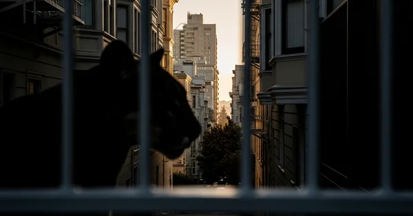 A mountain lion is silhouetted behind a fence as it overlooks a residential street in an urban neighborhood.