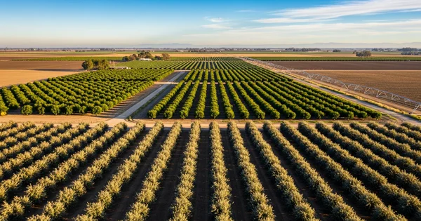 Rows of crops stretch across a large agricultural field.