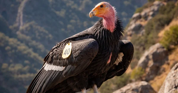 A California Condor perches in its natural habitat.