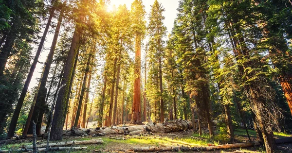 Sunlight shines through a grove of tall sequoia trees.