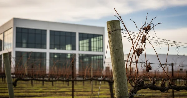 Vineyard rows stand in front of a modern building.