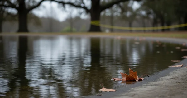 A leaf floats in a puddle after a rainstorm.