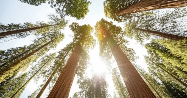 Sunlight streams through a grove of towering redwood trees.